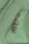 Cedestis gysseleniella