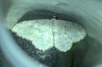 Scopula marginepunctata