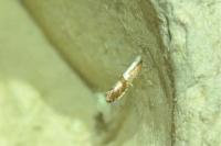 Argyresthia pruniella