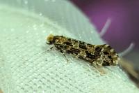 Triaxomera parasitella