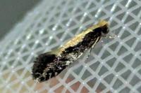 Monopis obviella