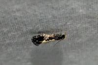 Monopis obviella
