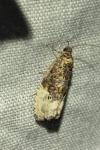 Hedya nubiferana