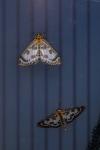 Anania hortulata