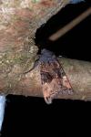 Euplexia lucipara