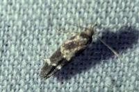 Mompha subbistrigella