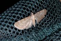 Eupithecia haworthiata