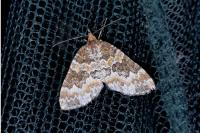 Electrophaes corylata