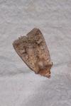 Diarsia mendica