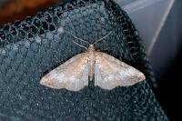 Perizoma alchemillata