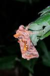 Autographa pulchrina
