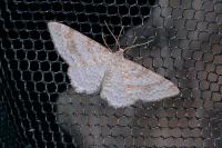 Hydrelia sylvata