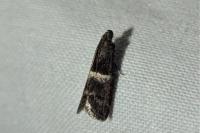 Elegia similella/atrifasciella