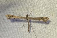 Platyptilia calodactyla