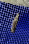 Paraswammerdamia albicapitella