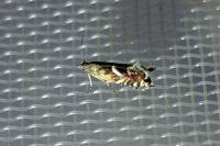 Glyphipterix equitella