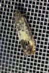 Pammene fasciana