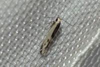 Thiotricha subocellea