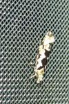 Ypsolopha sequella