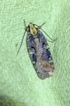 Agonopterix liturosa