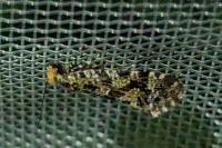 Triaxomera parasitella