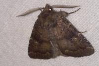 Rusina ferruginea