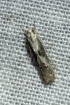 Blastodacna atra