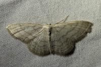 Idaea straminata