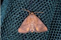 Apoda limacodes