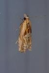 Eucosma cana/hohenwartiana