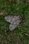 Polia nebulosa