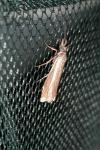 Crambus lathoniellus