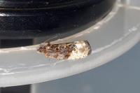 Hedya nubiferana