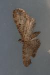 Eupithecia subfuscata