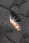 Catoptria permutatellus/myella/osthelderi