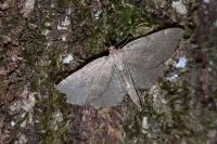 Philereme vetulata