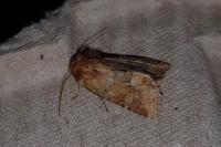 Oligia fasciuncula