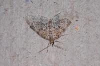 Acasis viretata