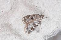 Scoparia basistrigalis