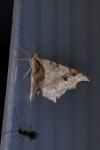 Macaria alternata