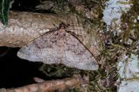 Parectropis similaria