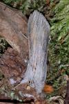 Cucullia umbratica