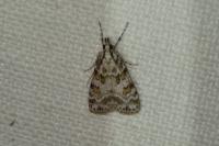 Scoparia pyralella