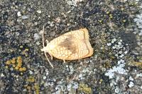 Acleris forsskaleana