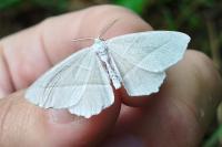 Campaea margaritaria