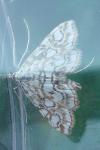 Elophila nymphaeata