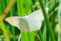 Scopula immutata