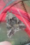 Autographa gamma