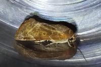 Cosmia affinis