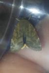 Cosmia affinis